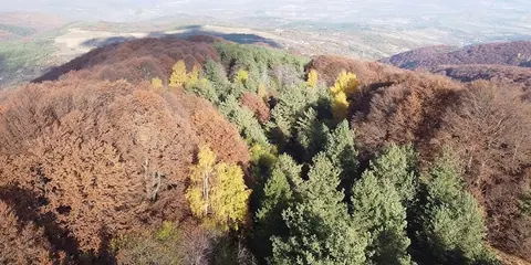Landscape of Lisets